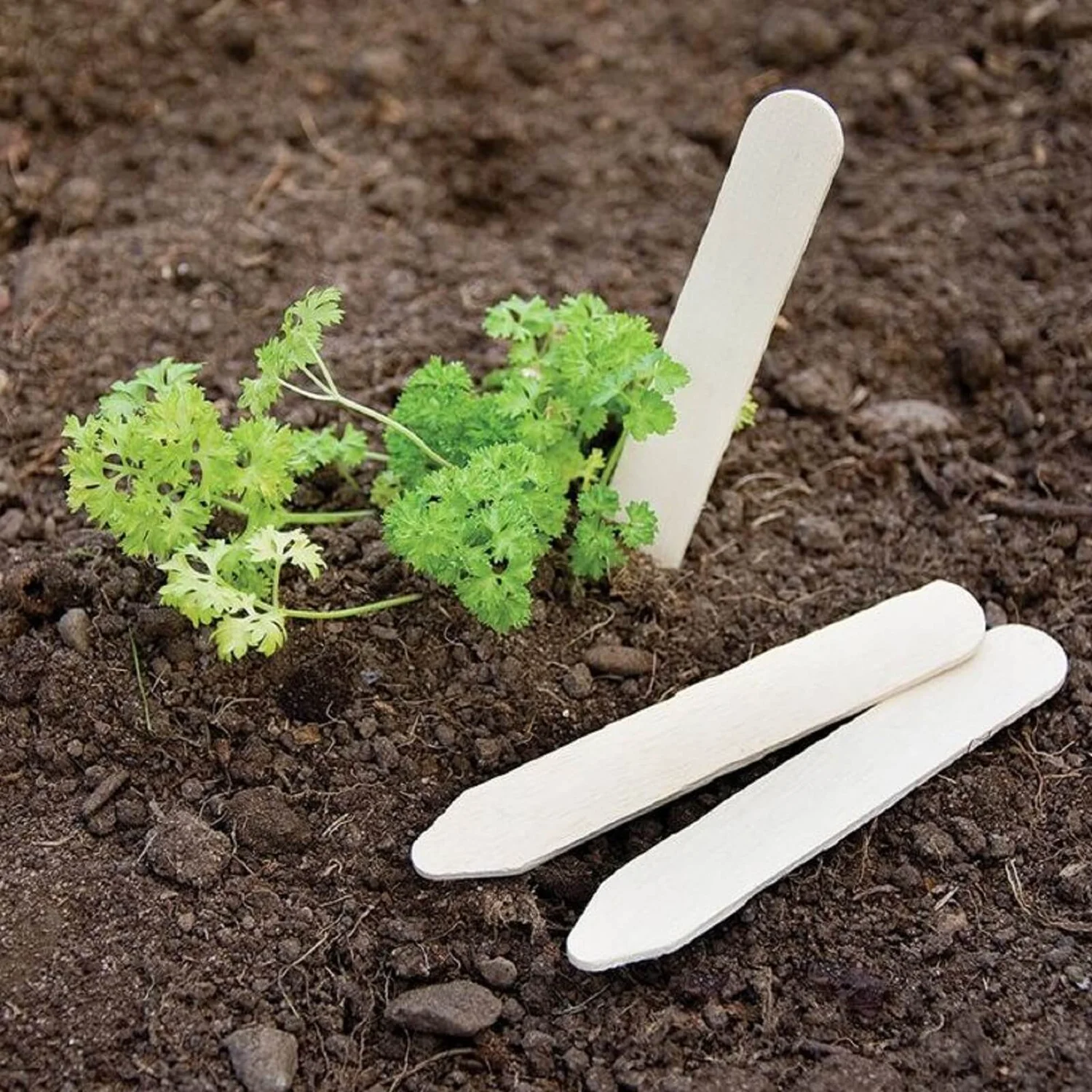 Pack Of 25 Wooden Plant Labels - 13cm 3 Pack Of 25 Wooden Plant Labels - 13cm