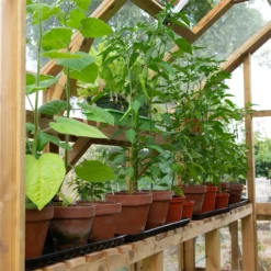 Forest 8 X 6ft Vale Greenhouse - Installation Included -Westland Shop 12823847 1804833220458030