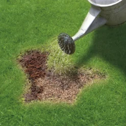 Miracle-Gro Patch Magic Grass Seed, Feed & Coir - 48 Patch Bag -Westland Shop 12841642 1784927305573390