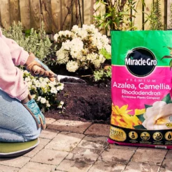 Miracle Gro Premium Azalea, Camellia & Rhododendron Ericaceous Compost - 40L -Westland Shop 12882812 1004843671886080