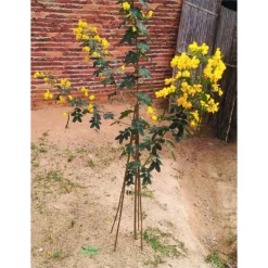 10 Pack Bamboo Canes - 2.1m/7ft -Westland Shop 12885358 2434952638035738