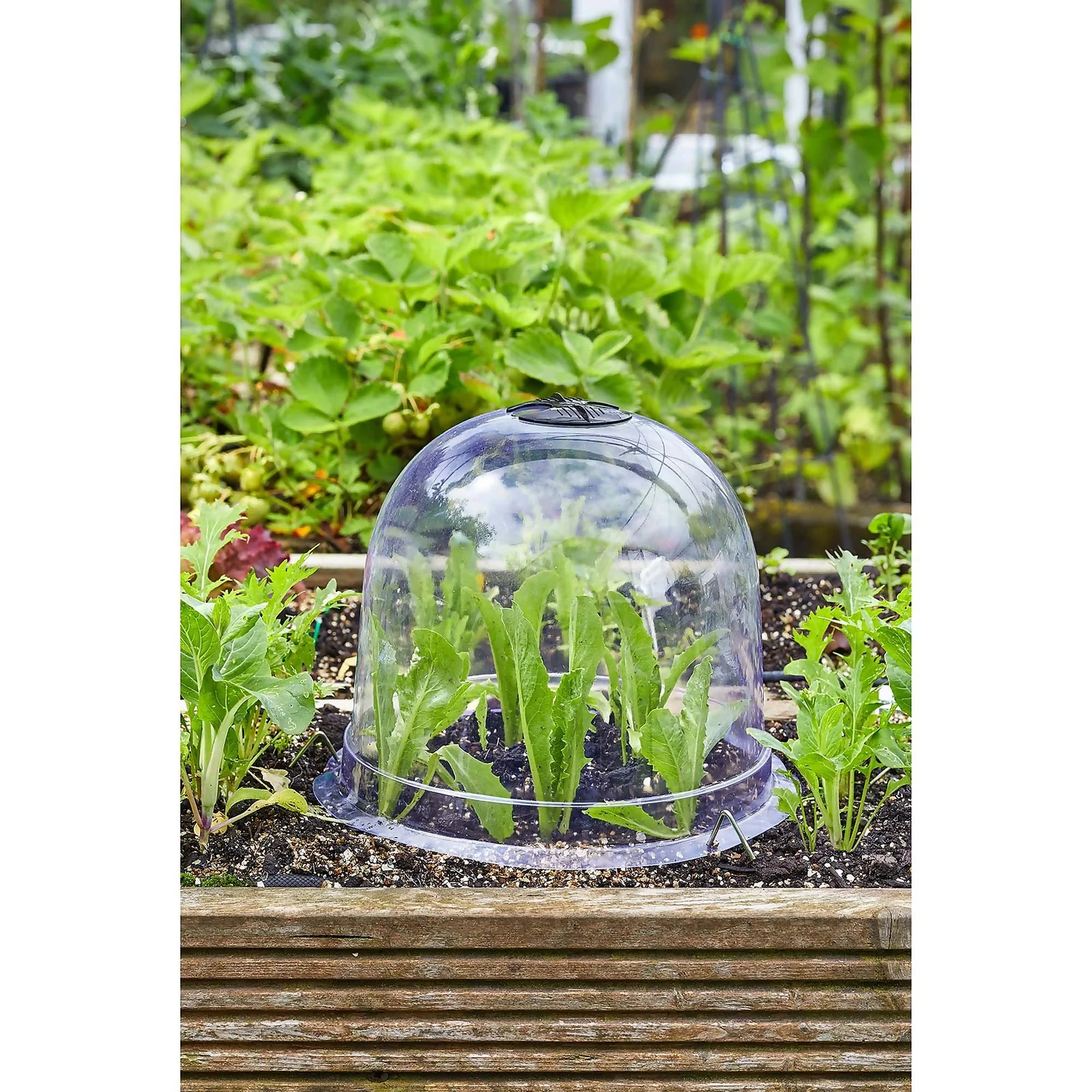 Smart Garden Bell Cloche - 20 X 26cm 4 Smart Garden Bell Cloche - 20 X 26cm - Image 2