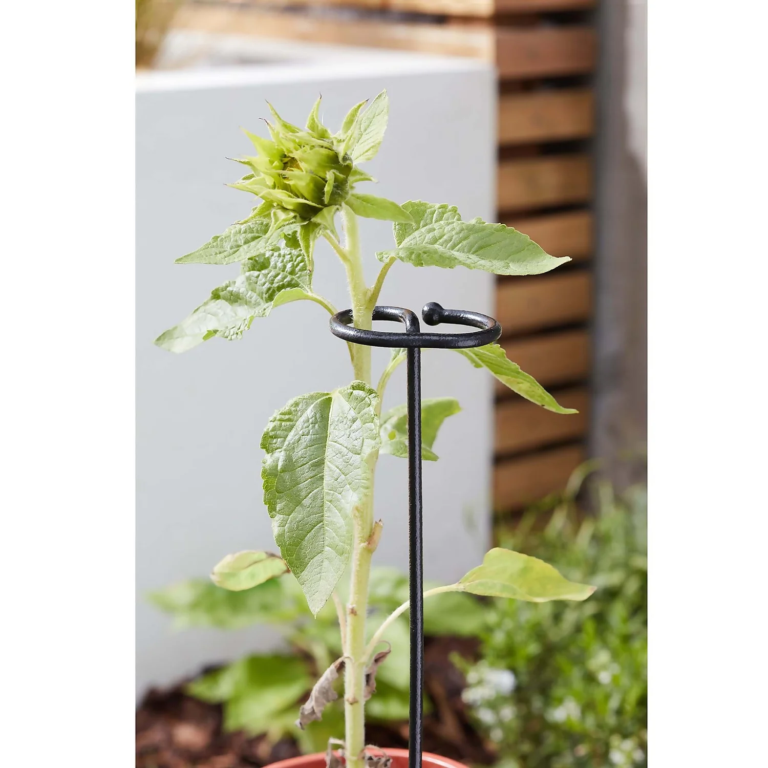 Smart Garden Gro-Stems 3pk 75cm 4 Smart Garden Gro-Stems 3pk 75cm - Image 2