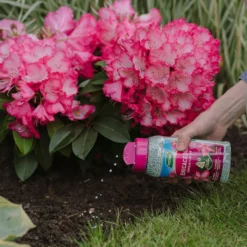 Westland Ericaceous Granular Plant Food 900g -Westland Shop 13411839 1274971590758911