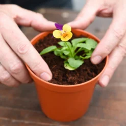 Coco & Coir Coco Grow+ Seed & Cutting Compost + 20% Perlite - 15L 8 Coco & Coir Coco Grow+ Seed & Cutting Compost + 20% Perlite - 15L -Westland Shop 13487127 4074919980845315