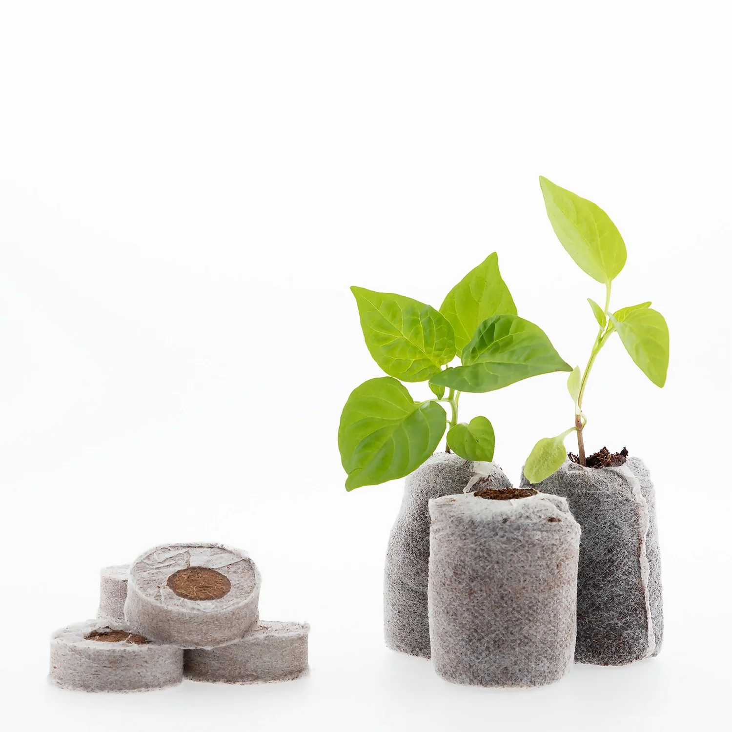 Coco & Coir Seed Germination Dots - 40mm 4 Coco & Coir Seed Germination Dots - 40mm - Image 2