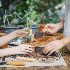 Coco & Coir Round Fibre Pot - 20cm -Westland Shop 13487130 4344931201157651