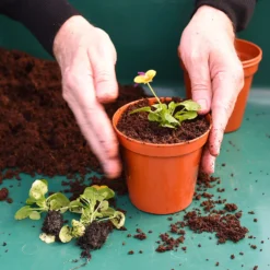 Coco & Coir Coco Boost All Purpose Compost With Added Nutrients - 15L -Westland Shop 13487131 4394919981240271