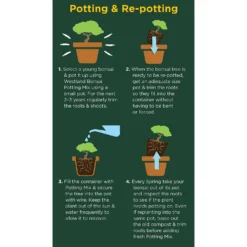 Westland Bonsai Potting Mix Peat Free 4L -Westland Shop 14013787 2185003754340767